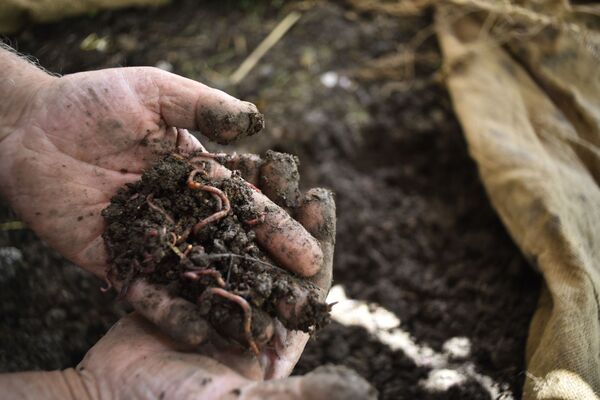 أول مزرعة دود في سوريا... مبادرة فردية لمواجهة الحصار... فيديو وصور - سبوتنيك عربي