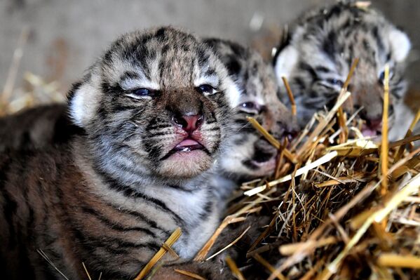 ولادة نمور آمور في سفاري بارك تايغان في القرم، روسيا - سبوتنيك عربي