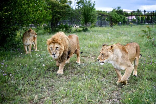 أسود سفاري بارك تايغان في القرم الروسية - سبوتنيك عربي