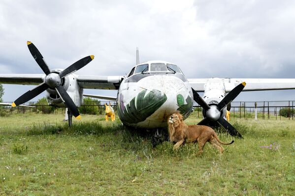 أسد سفاري بارك تايغان في القرم الروسية - سبوتنيك عربي