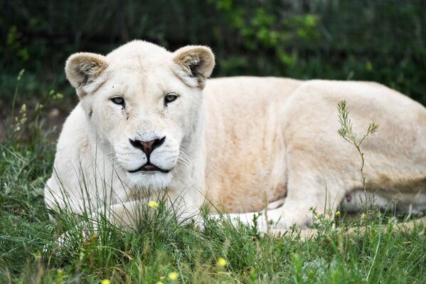 لبؤة في سفاري بارك تايغان في القرم الروسية - سبوتنيك عربي