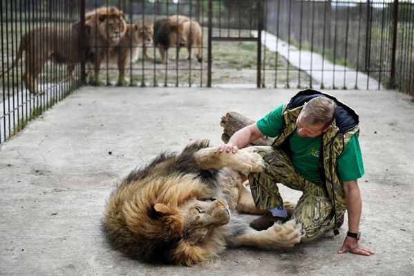 أوليغ زوبكوف، مدير سفاري بارك تايغان في القرم الروسية، داخل القفص مع الأسد - سبوتنيك عربي