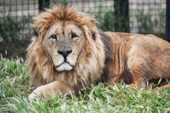 أسد سفاري بارك تايغان في القرم الروسية - سبوتنيك عربي