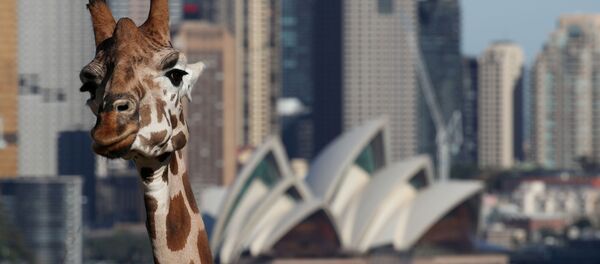 إعادة فتح حديقة الحيوانات تارونغا في سيدني، بعد إغلاق تام دام أكثر من شهرين بسبب تفشي فيروس كورونا في أستراليا 1 يونيو 2020 إعادة فتح حديقة الحيوانات تارونغا في سيدني، بعد إغلاق تام دام أكثر من شهرين بسبب تفشي فيروس كورونا في أستراليا 1 يونيو 2020 - سبوتنيك عربي