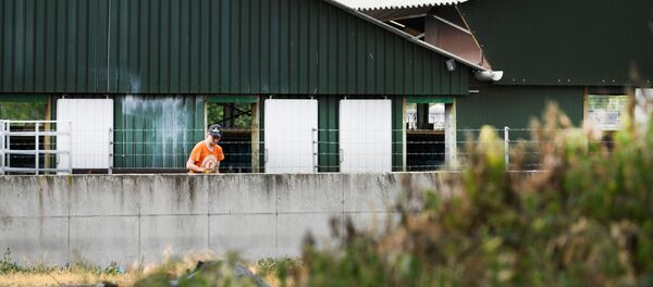 مزرعة فرو المنك خلال تفشي مرض فيروس كورون -19 في دي مورتيل في هولندا - سبوتنيك عربي