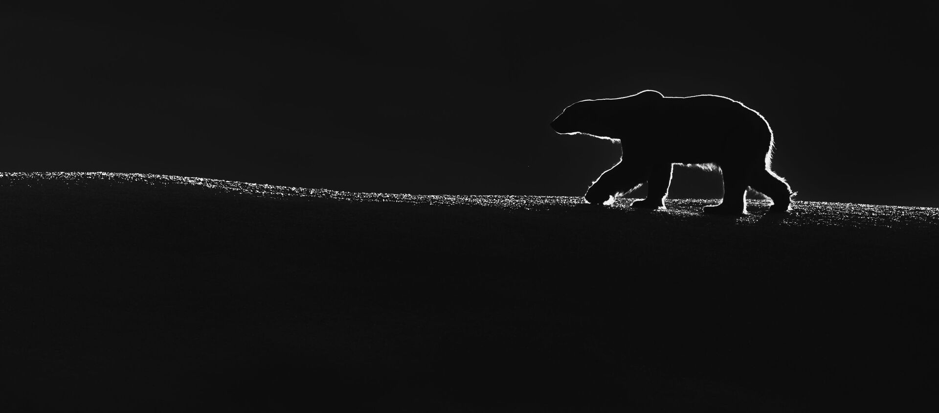 صورة بعنوان ملك القطب الشمالي، للمصور الكويتي طلال الرباح، الفائز بالمركز الأول في فئة عام - أبيض وأسود، من مسابقة جائزة حمدان بن محمد الدولية للتصوير بدورتها التاسعة بموسم الماء - سبوتنيك عربي, 1920, 13.09.2020