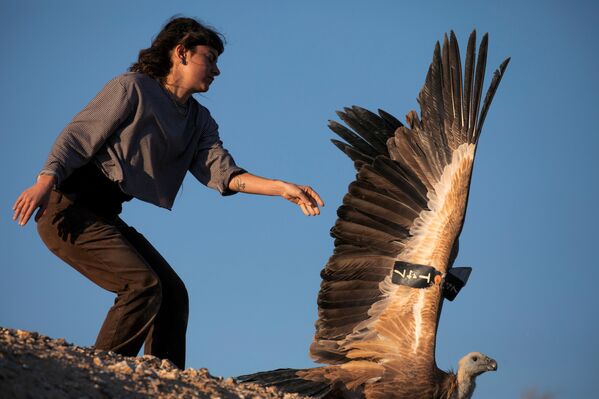 موظفة حديقة سفاري رمات غان تطلق سراح نسر بعد أن تم الإمساك به والحفاظ عليه لفترة مؤقتة كجزء من مشروع وطني لحماية وزيادة نسل الطيور المحمية في إسرائيل، بالقرب من سديه بوكر  في جنوب إسرائيل، 29 أكتوبر/ تشرين الأول 2019. - سبوتنيك عربي