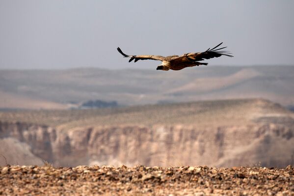 إطلاق سراح نسر أسمر (أو نسر غيفرين)  بعد أن تم الإمساك به والحفاظ عليه لفترة مؤقتة كجزء من مشروع وطني لحماية وزيادة نسل الطيور المحمية في إسرائيل، بالقرب من سديه بوكر  في جنوب إسرائيل، 14 مايو/ أيار 2020. - سبوتنيك عربي