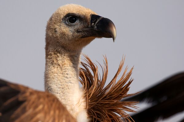  نسر غيفرين بعد أن تم الإمساك به والحفاظ عليه لفترة مؤقتة كجزء من مشروع وطني لحماية وزيادة نسل الطيور المحمية في إسرائيل، بالقرب من سديه بوكر  في جنوب إسرائيل، 29 أكتوبر/ تشرين الأول 2019. - سبوتنيك عربي