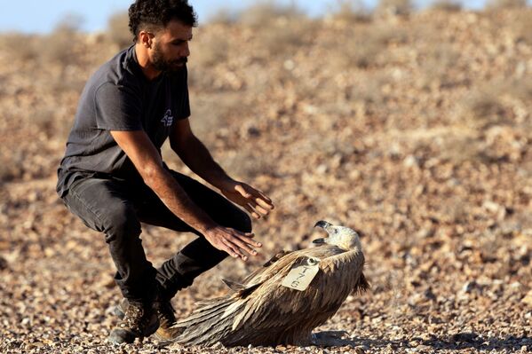 إطلاق سراح نسر غيفرين بعد الإمساك به ضمن مشروع حماية وزيادة نسل النسور في بالقرب من سديه بوكر  في جنوب إسرائيل، 29 أكتوبر/ تشرين الأول 2020. - سبوتنيك عربي