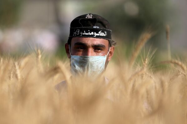 من أجل لقمة العيش...فرقة كوماندوز الجامعية تنافس الآلات في جني محاصيل غزة... صور - سبوتنيك عربي