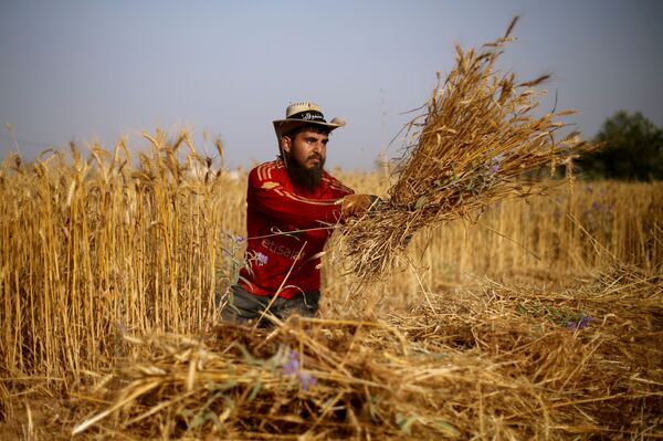 من أجل لقمة العيش...فرقة كوماندوز الجامعية تنافس الآلات في جني محاصيل غزة... صور - سبوتنيك عربي