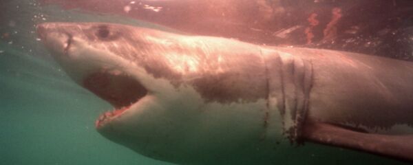 سمكة قرش بيضاء ضخمة سمكة قرش بيضاء ضخمة - سبوتنيك عربي