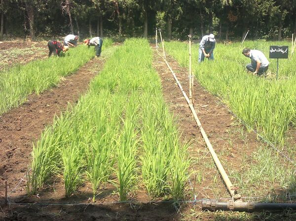 سوريا تبدأ زراعة الأرز لمواجهة اشتداد الحصار الغربي... فيديو + صور - سبوتنيك عربي