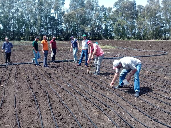سوريا تبدأ زراعة الأرز لمواجهة اشتداد الحصار الغربي... فيديو + صور - سبوتنيك عربي