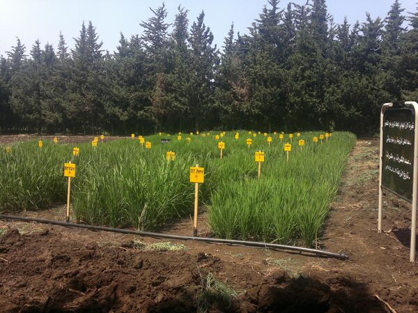 سوريا تبدأ زراعة الأرز لمواجهة اشتداد الحصار الغربي... فيديو + صور - سبوتنيك عربي