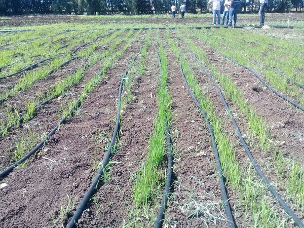 سوريا تبدأ زراعة الأرز لمواجهة اشتداد الحصار الغربي... فيديو + صور - سبوتنيك عربي