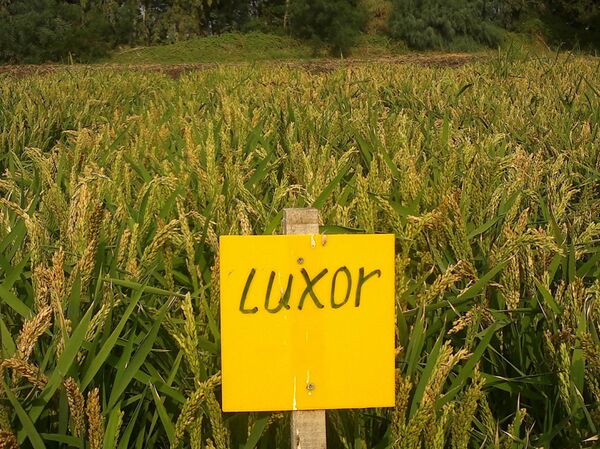 سوريا تبدأ زراعة الأرز لمواجهة اشتداد الحصار الغربي... فيديو + صور - سبوتنيك عربي