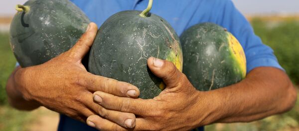 موسم البطيخ في قطاع غزة، 17 يونيو/ حزيران 2020 موسم البطيخ في قطاع غزة، 17 يونيو/ حزيران 2020 - سبوتنيك عربي