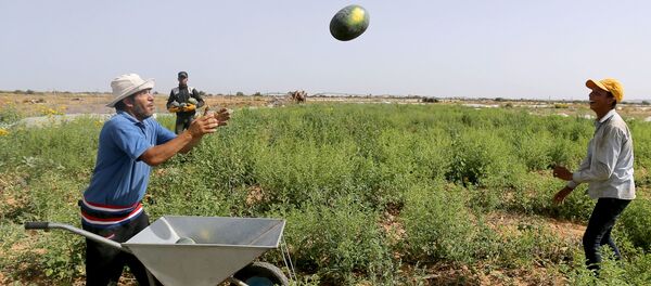 موسم البطيخ في قطاع غزة، 17 يونيو/ حزيران 2020 موسم البطيخ في قطاع غزة، 17 يونيو/ حزيران 2020 - سبوتنيك عربي
