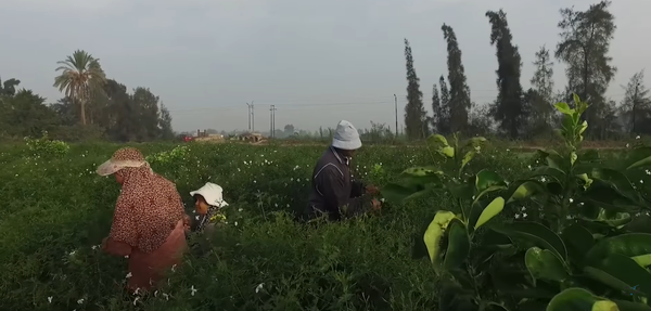 تصدر 70% من إنتاج العالم...كورونا يهدد عاصمة الياسمين في مصر  - سبوتنيك عربي