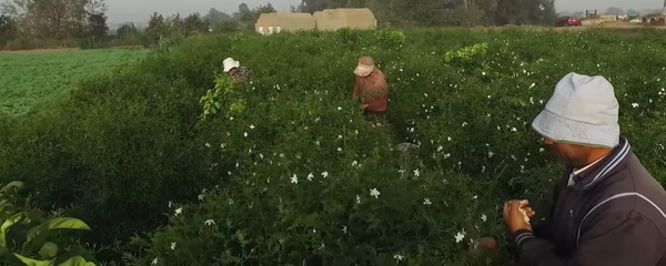 زراعة الياسمين في مصر - سبوتنيك عربي