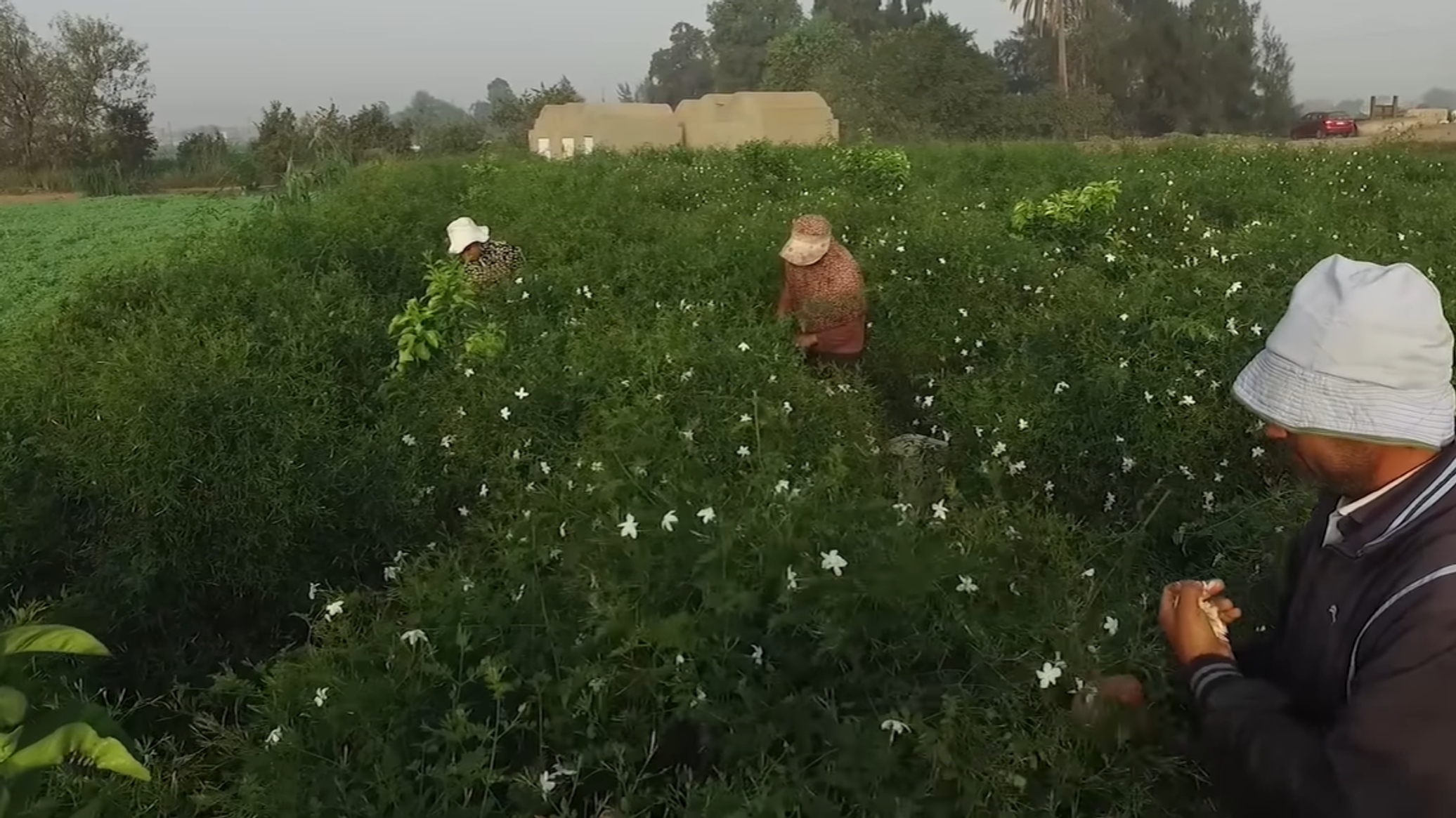 مصر تبحث إمكانية الزراعة بمياه عالية الملوحة