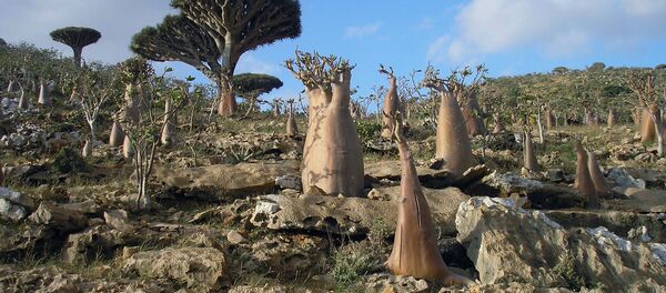 جزيرة سقطرى، اليمن 2008 - سبوتنيك عربي