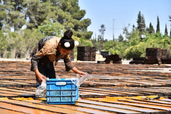 قمر الدين... عبق غوطة دمشق الفريد يفوح مجددا قمر الدين... عبق غوطة دمشق الفريد يفوح مجددا - سبوتنيك عربي