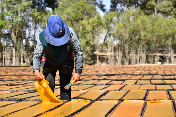 قمر الدين... عبق غوطة دمشق الفريد يفوح مجددا قمر الدين... عبق غوطة دمشق الفريد يفوح مجددا - سبوتنيك عربي