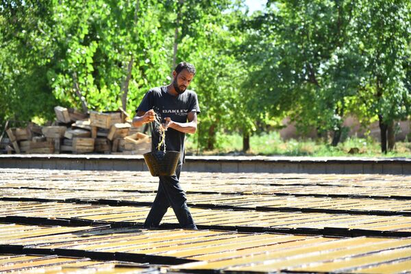 قمر الدين... عبق غوطة دمشق الفريد يفوح مجددا قمر الدين... عبق غوطة دمشق الفريد يفوح مجددا - سبوتنيك عربي
