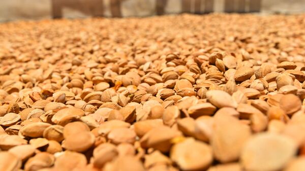 قمر الدين... عبق غوطة دمشق الفريد يفوح مجددا قمر الدين... عبق غوطة دمشق الفريد يفوح مجددا - سبوتنيك عربي