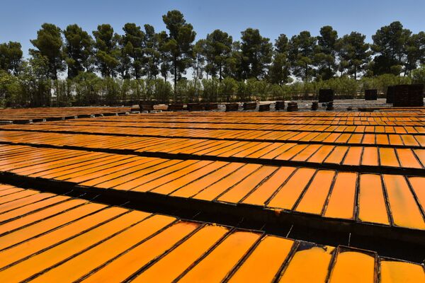 قمر الدين... عبق غوطة دمشق الفريد يفوح مجددا قمر الدين... عبق غوطة دمشق الفريد يفوح مجددا - سبوتنيك عربي