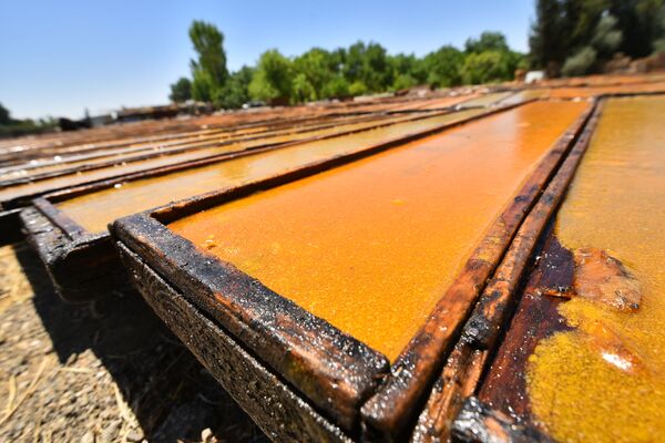 قمر الدين... عبق غوطة دمشق الفريد يفوح مجددا قمر الدين... عبق غوطة دمشق الفريد يفوح مجددا - سبوتنيك عربي