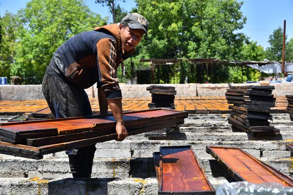 قمر الدين... عبق غوطة دمشق الفريد يفوح مجددا قمر الدين... عبق غوطة دمشق الفريد يفوح مجددا - سبوتنيك عربي