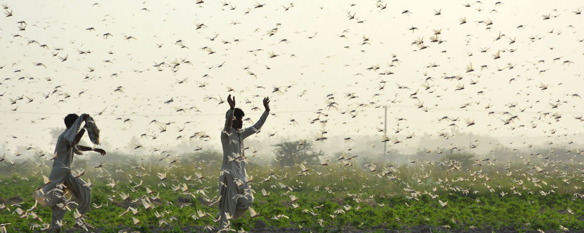 مزارعون يحاولون إبعاد سرب من الجراد من حقل في ضواحي سوكور في مقاطعة السند الجنوبية في 1 يوليو 2020. يكافح المزارعون أسوأ كارثة للجراد منذ 25 عامًا يمحو محاصيل كاملة في قلب الأراضي الزراعية في باكستان. - سبوتنيك عربي, 1920, 11.05.2022