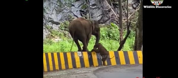 فيل يساعد صغيره بعبور حاجز - سبوتنيك عربي