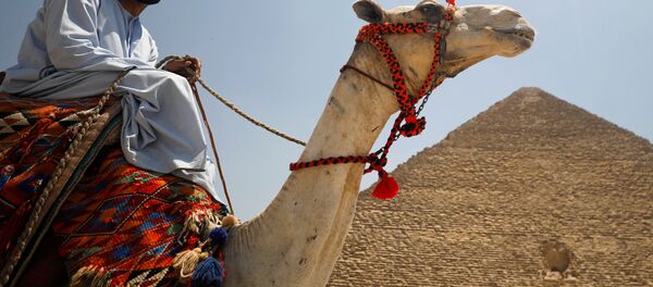 القاهرة، مصر يونيو 2020 - سبوتنيك عربي